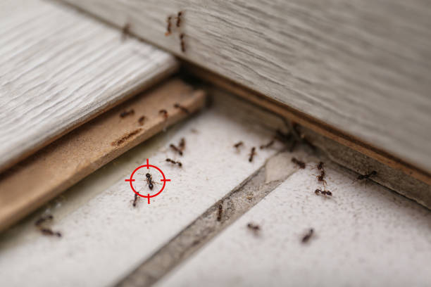 Best Ant Control Services  in Bude, MS