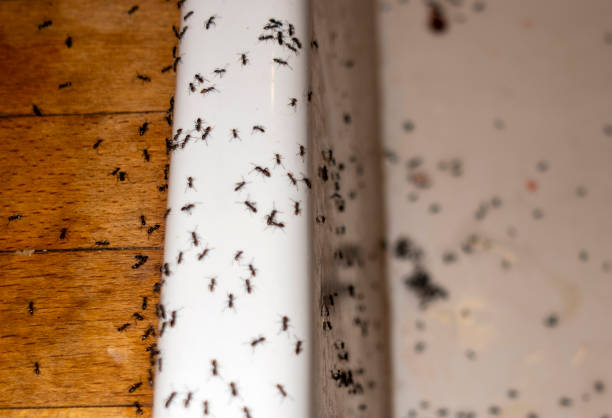 Best Emergency Pest Control  in Bude, MS