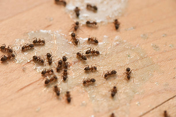 Best Insect Control  in Bude, MS