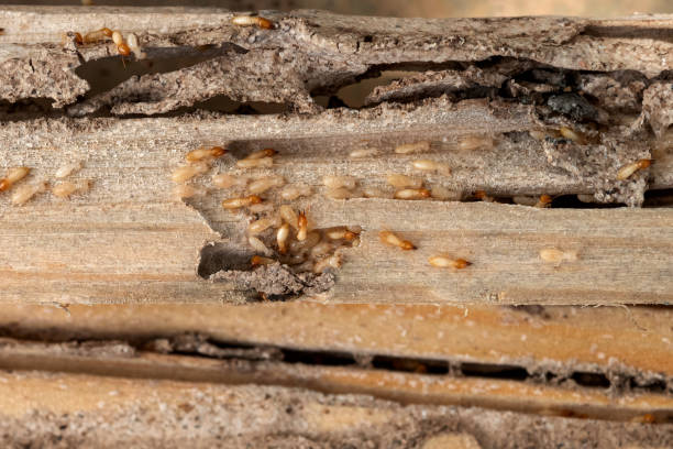 Best Ant Control Services  in Bude, MS